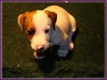 Jack Russell Terrier Puppies Photo Gallery