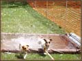 Spanky's Jack Russell Terrier Tales