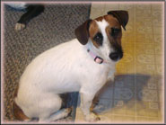 Rizzo, Jack Russell Terrier Puppy's mom