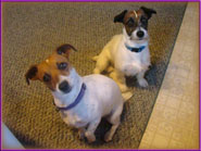 Spanky & his Jack Russell Puppies & playful moms