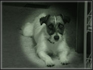 Spanky & his Jack Russell Puppies & playful moms