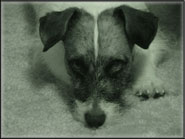 Spanky's Jack Russell Terrier Tales