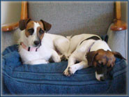 Spanky's Jack Russell Terrier Tales