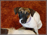 Opal Annie, Jack Russell Terrier Puppy's mom