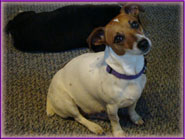 Cassie, Jack Russell Terrier Puppy's mom