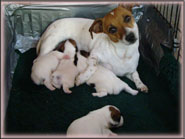 JRT mom Cassie & puppies