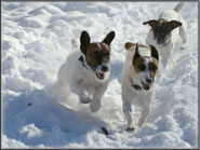 Spanky & his Jack Russell Puppies & playful moms