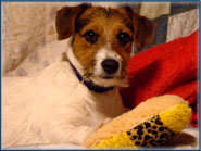 Opal Annie, Jack Russell Terrier Puppy's mom