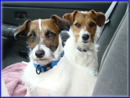 Spanky & his Jack Russell Puppies & playful moms