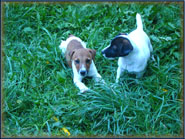 Jack Russell Terrier Puppies for sale