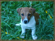 Jack Russell Terrier Puppies for sale
