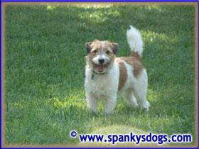 Gus, our newest Jack Russell male