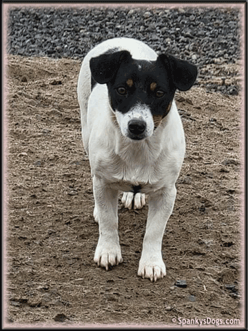 Maxine - Jack Russell Terrier female at Spankys Dogs
