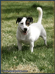 Okie, Jack Russell Terrier male