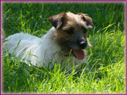 Rylee, Jack Russell Terrier Puppy mom-to-be