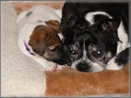 Rylee, Jack Russell Terrier Puppy mom-to-be