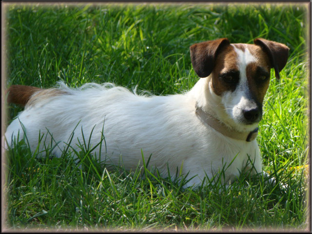 Rizzo - Jack Russell Terrier female