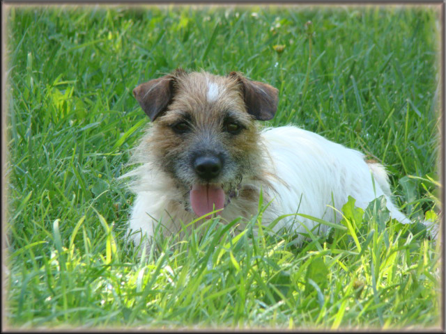 Rylee - Jack Russell Terrier female