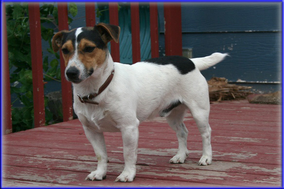 Tubs - Jack Russell Terrier male