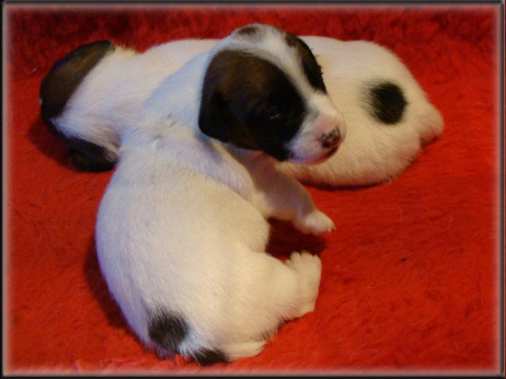 Jack Russell Terrier puppy from Opal