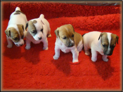 Rizzo x Tubs ~ Jack Russell Terrier puppies