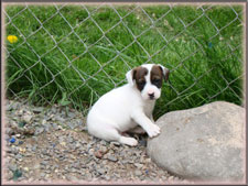 Annie x Spanky jack russell terrier puppy for sale - female