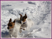 Spanky's Jack Russell Terrier Tales