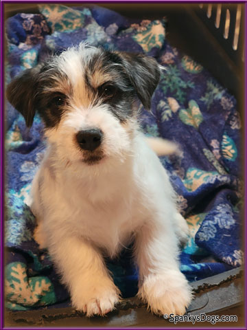 Male #1 jack russell puppy for sale