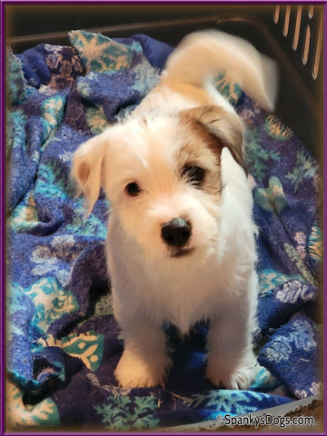 Male #4 jack russell puppy for sale