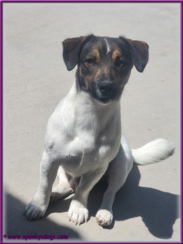 Clyde - up and coming Jack Russell Terrier stud dog for sale at Spanky's Dogs