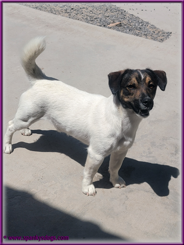 Clyde - up and coming Jack Russell Terrier stud dog for sale at Spanky's Dogs