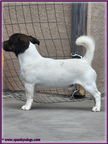 Clyde - up and coming Jack Russell Terrier stud dog for sale at Spanky's Dogs