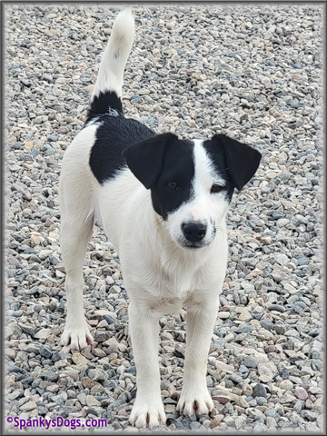 Male #1 Jack Russell Terrier Puppy for Sale
