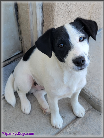 Male #1 Jack Russell Terrier Puppy for Sale