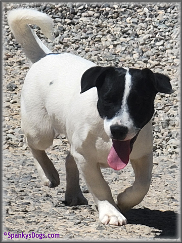 Male #2 Jack Russell Terrier Puppy for Sale