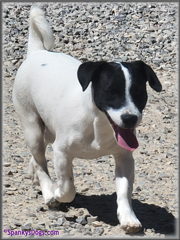 Male #2 Jack Russell Terrier Puppy for Sale