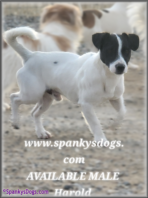 Male #1 Jack Russell Terrier Puppy for Sale