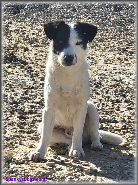 Male #1 Jack Russell Terrier Puppy for Sale