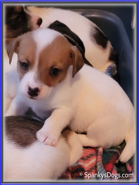 Female #1 Jack Russell Terrier Puppy for Sale