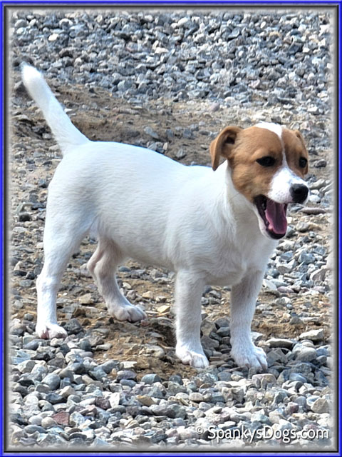 Female #1 Jack Russell Terrier Puppy for Sale