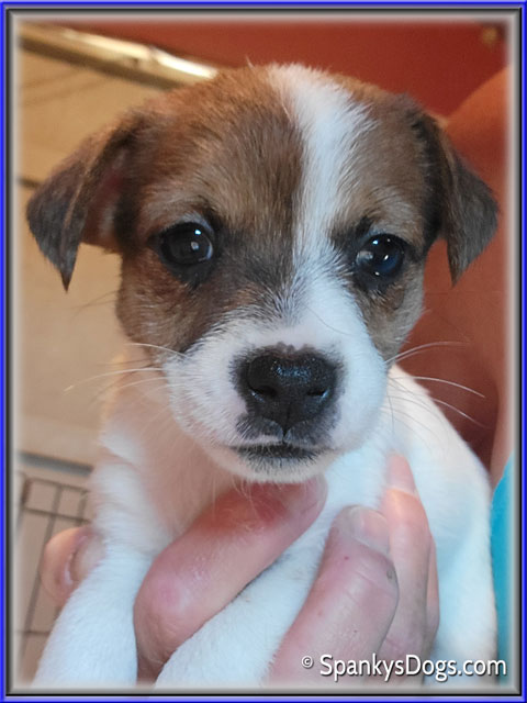 Female #2 Jack Russell Terrier Puppy for Sale