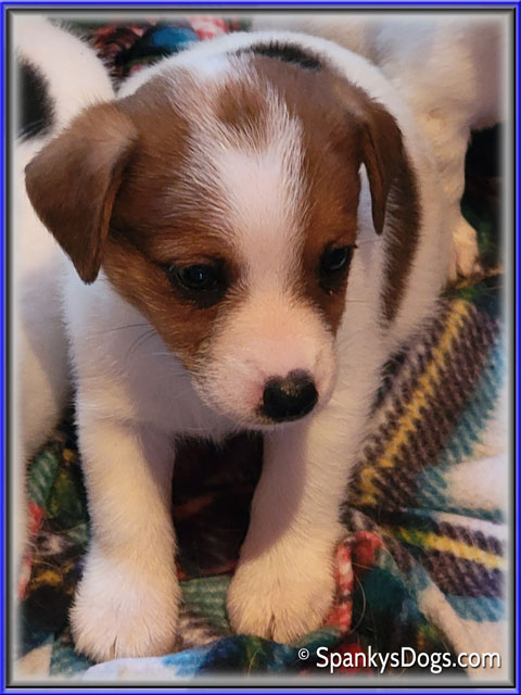 Male #1 Jack Russell Terrier Puppy for Sale