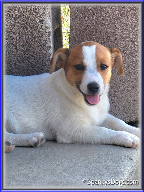 Male #1 Jack Russell Terrier Puppy for Sale