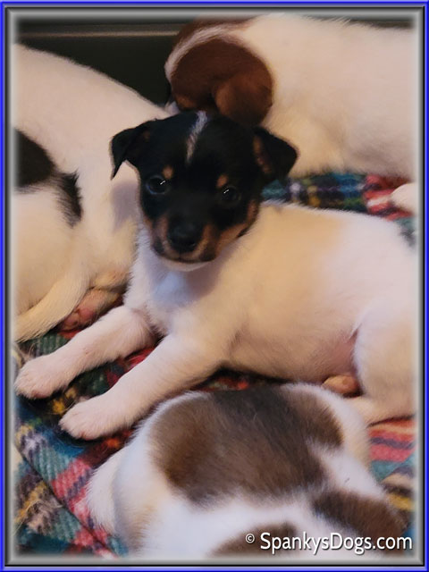 Male #2 Jack Russell Terrier Puppy for Sale