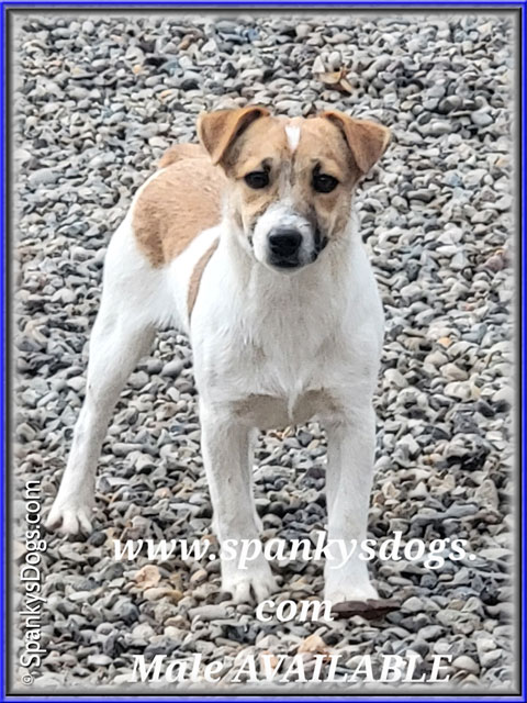 Male #3 Jack Russell Terrier Puppy for Sale