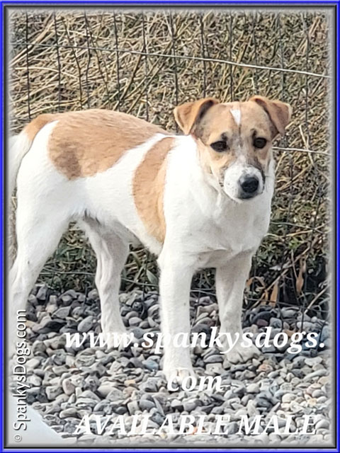 Male #3 Jack Russell Terrier Puppy for Sale