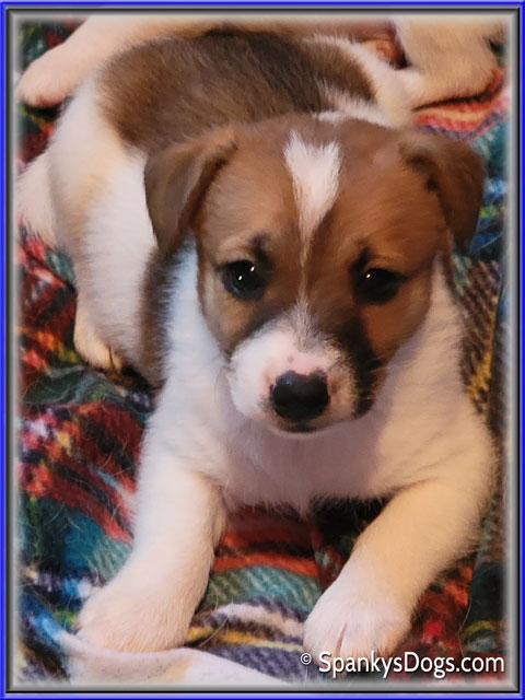 Male #3 Jack Russell Terrier Puppy for Sale