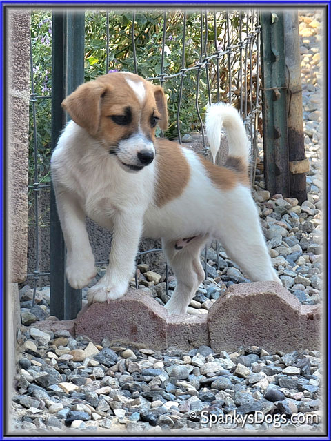 Male #3 Jack Russell Terrier Puppy for Sale