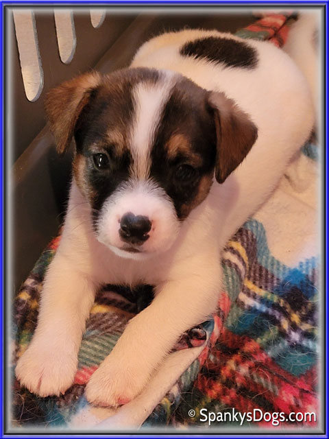 Male #4 Jack Russell Terrier Puppy for Sale