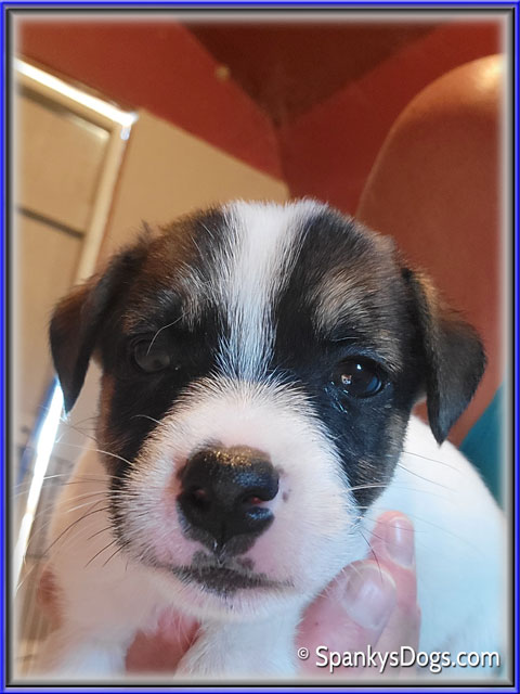 Male #5 Jack Russell Terrier Puppy for Sale